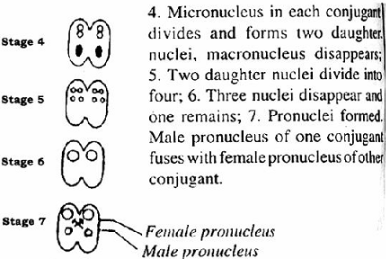 1601_Formation of pronuclei.png